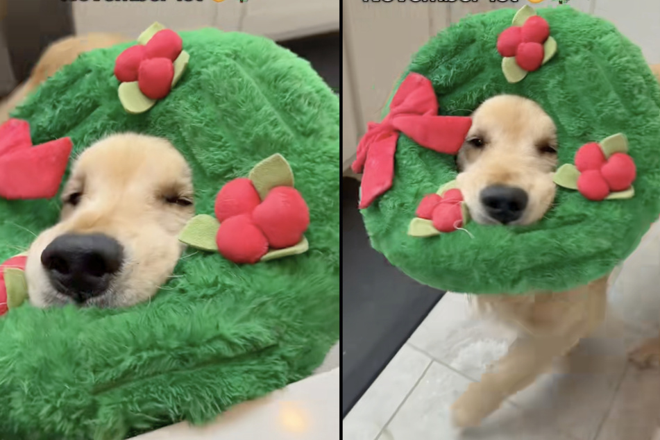 Calvin the Golden Retriever dog showed his owner how ready he is for the "most wonderful time of the year" by romping around in the cutest little outfit!