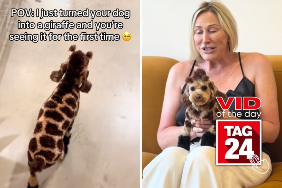 Viral Video of the Day for July 28, 2026: Groomer transforms dog into giraffe and owner's reaction is priceless!