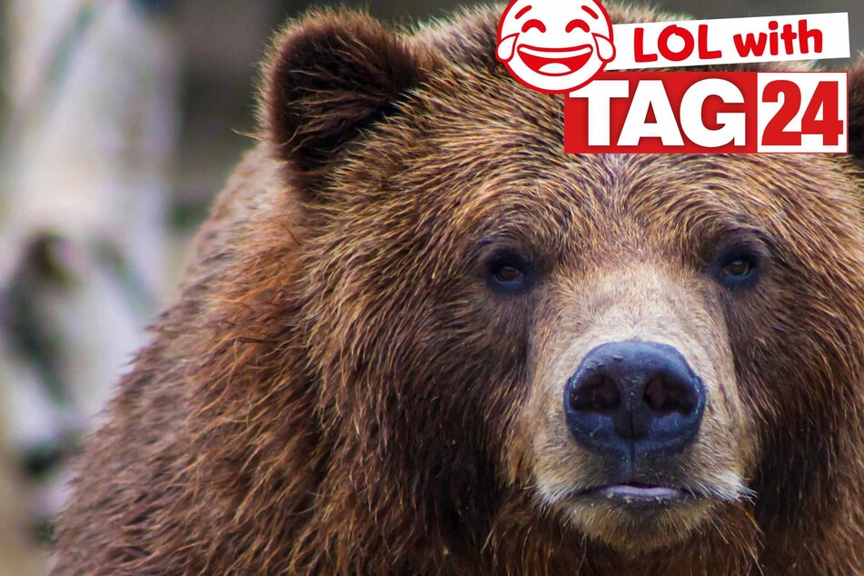 Joke of the Day for April 17, 2025: An animal funny to make you smile