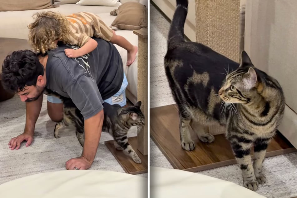 Adorable father-son duo are thrown for a loop when the family cat gets jealous!