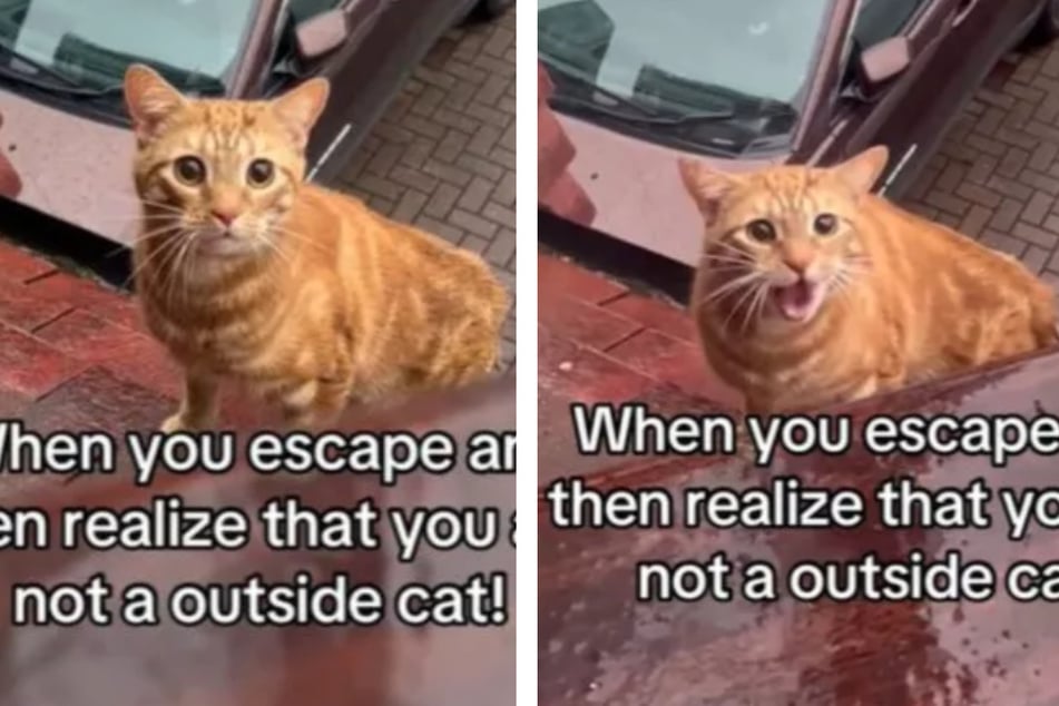 Indoor cat jumps out onto the roof – and immediately regrets it!