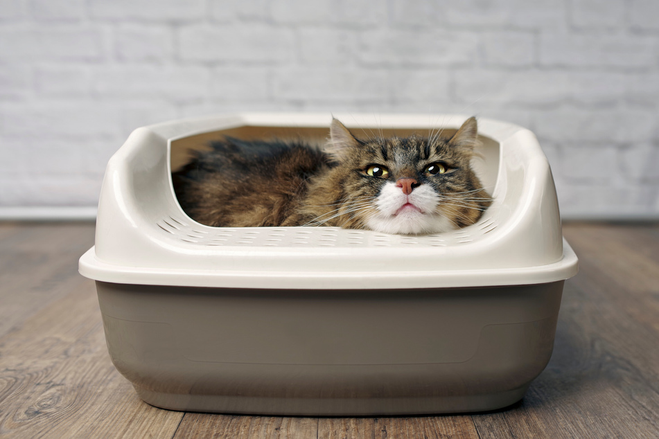 If a cat is resting in the litter box, it could be scared.