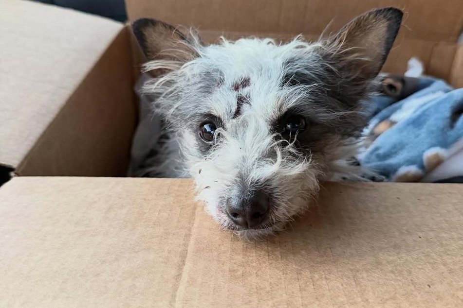 The sweet dog was seriously injured in the accident.