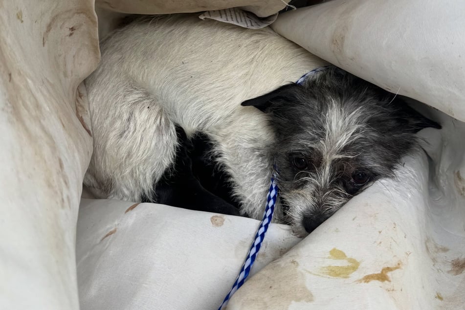 Kelly the dog mom needed to recover after her ordeal.