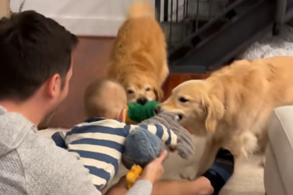 The viral clip documented the trio's first "fight" over a cuddly toy.