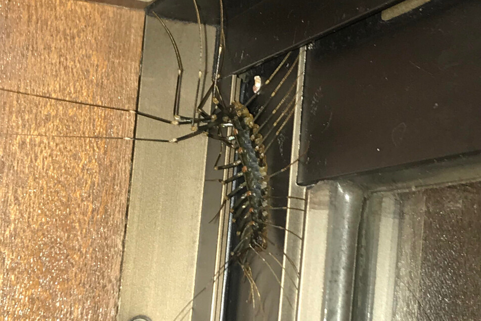 The Reddit post included a disturbing photo of this huge bug.