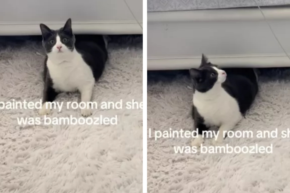 Cat hiding under the bed is "bamboozled" by owner's change to her room!