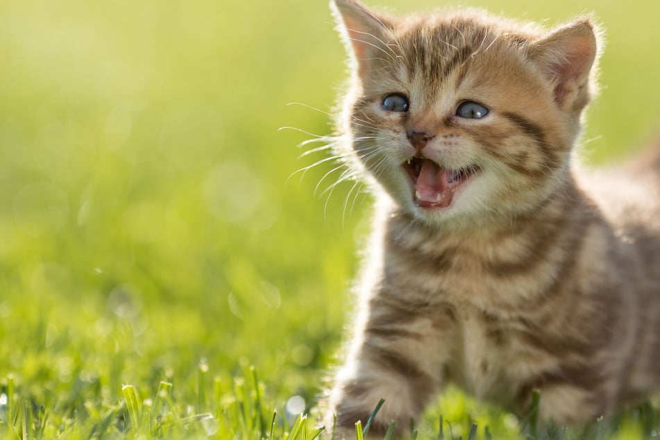 National Cat Day: The purr-fect way to celebrate your feline friend!