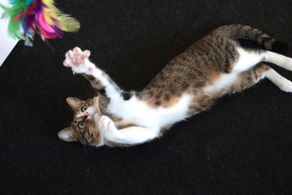 One way to distract a cat's hunting-based zoomies attack is to play games with it.