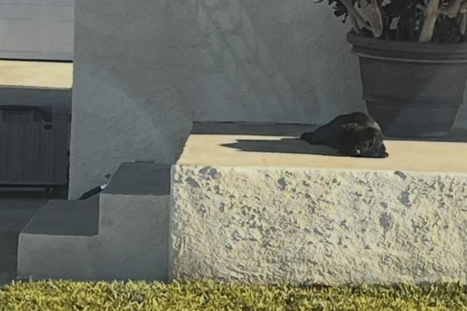 Tiny puppy found abandoned in the sweltering heat – but is it already too late for her?