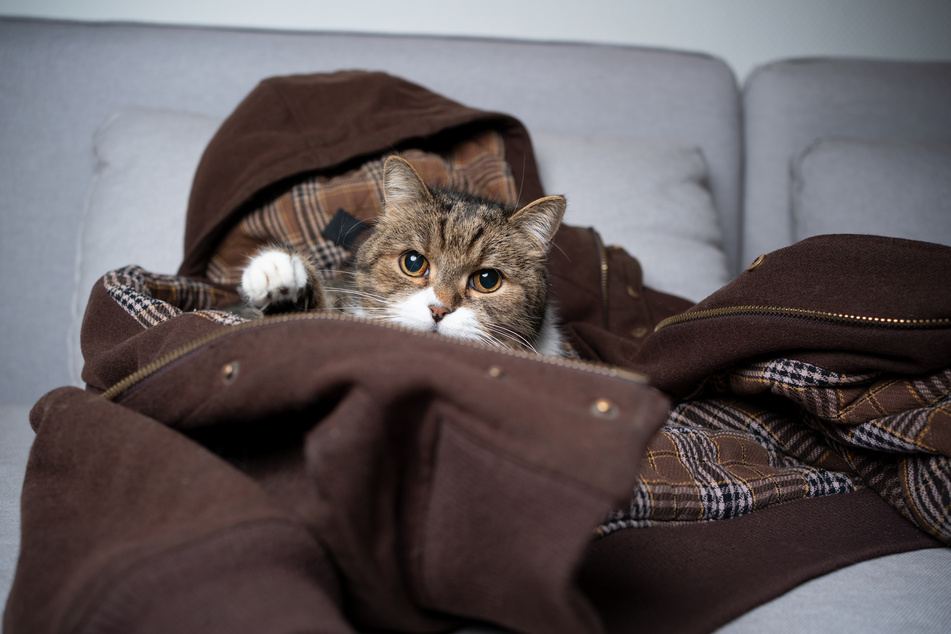 A carelessly left jacket is a perfect hiding place for cats.