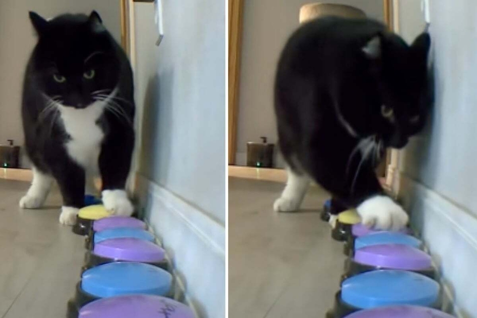 The cat knows pretty well how he feels and what he needs