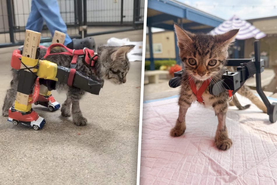 Rescue kitten goes viral for DIY wheelchair made of hotwheels and rulers – check the upgraded setup!
