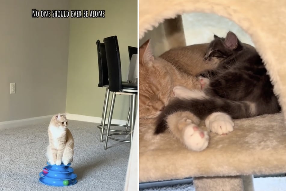 The owner shows the emotional moments of the cat friends on TikTok.
