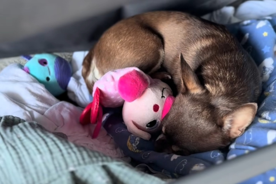Clever solution: Chihuahua Bambi simply sleeps on the shelf under the baby's crib.