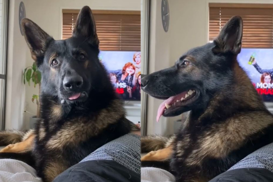Ex-police dog gets hilariously triggered by one word!