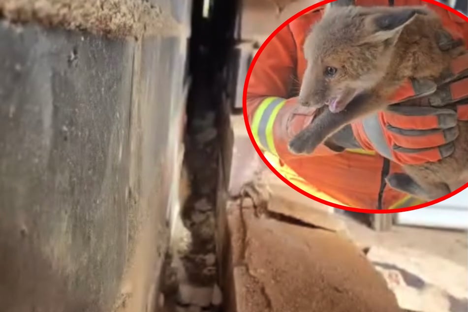 Mysterious animal noises lead to firefighter rescue – and a shocking garage discovery!