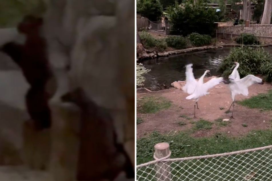 Texas Zoo animals exhibit wild reactions to total solar eclipse!