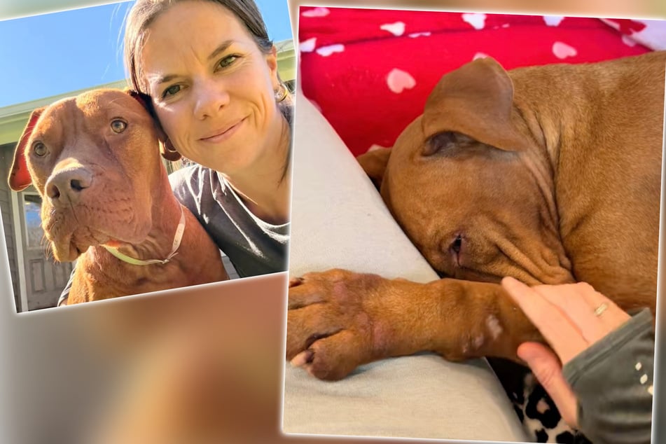 Dog was terrified by the shelter – and her reaction to finding a loving home has everyone crying!