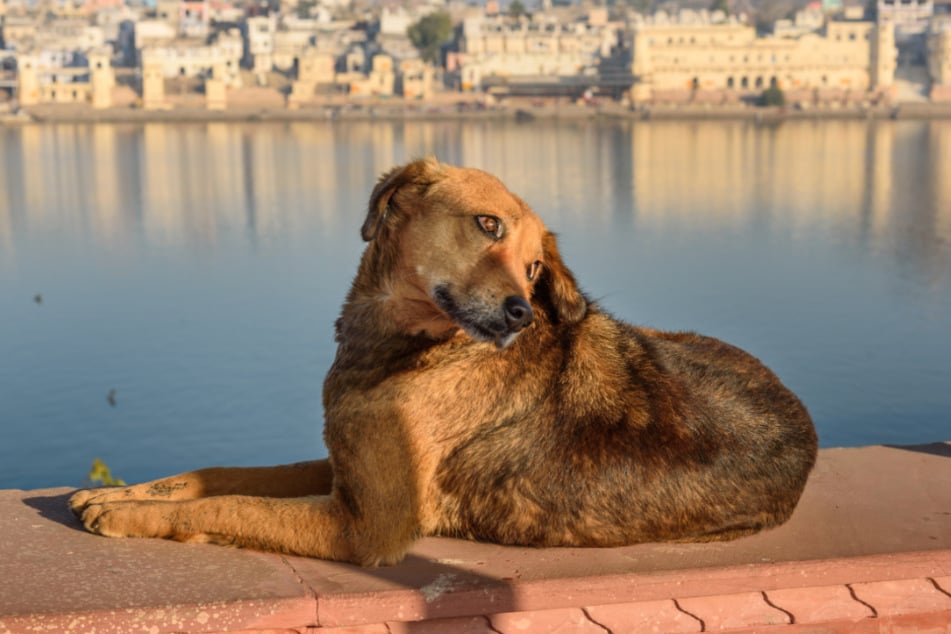 A dog on the pier of the Pushkar-lake in Rajasthan.