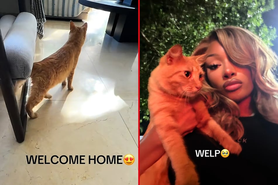 Megan Thee Stallion is now the proud mom to a newly adopted orange cat she first crossed paths with months ago outside a recording studio.