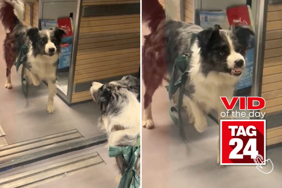 Viral Video of the Day for March 17, 2024: Dog meets ultimate match – his reflection twin!
