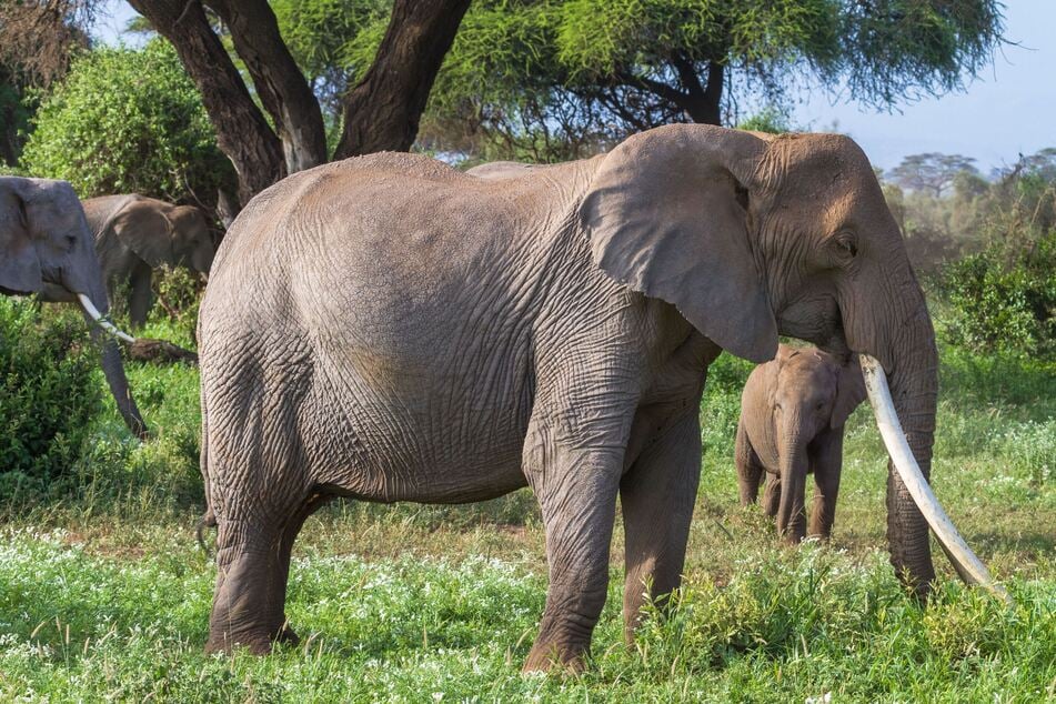 "Iconic" star elephant Dida has passed away