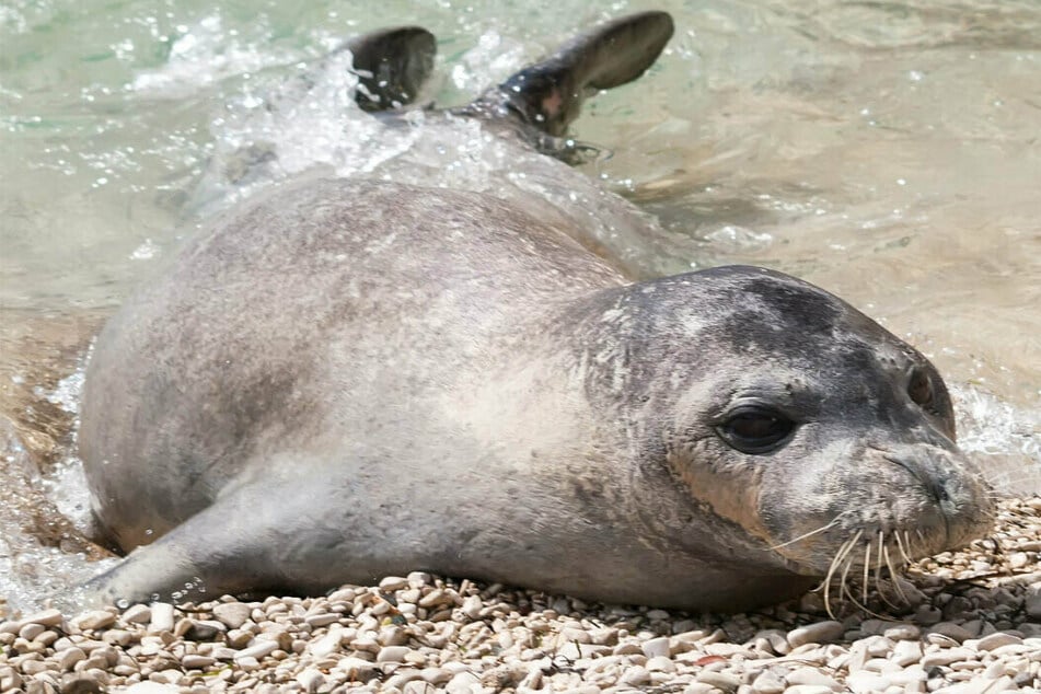 Famous seal found dead as huge reward is offered for killer on the loose