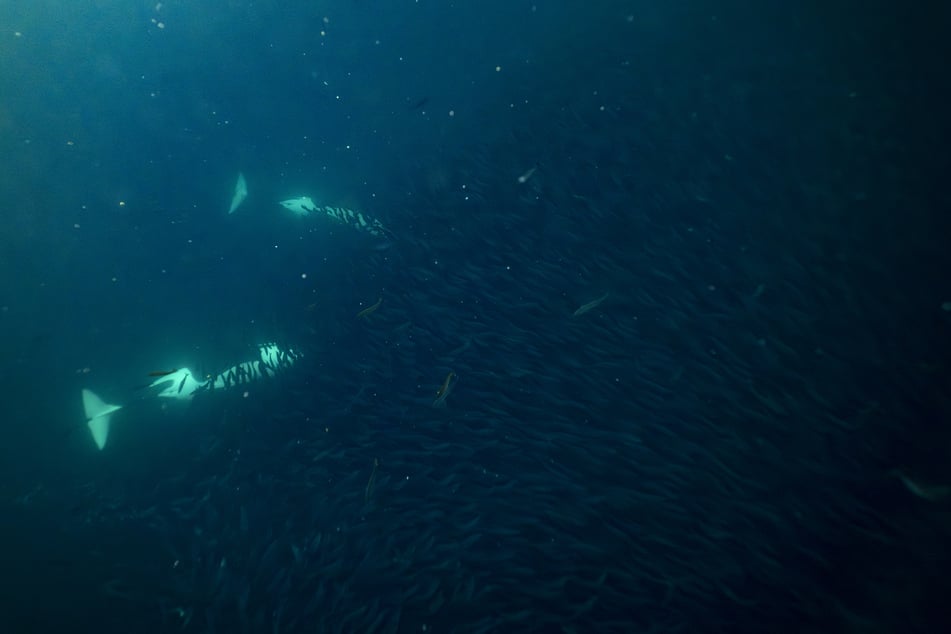 Two orca whales chase a bait ball of herrings near Spildra Island, Northern Norway, on November 4, 2025.