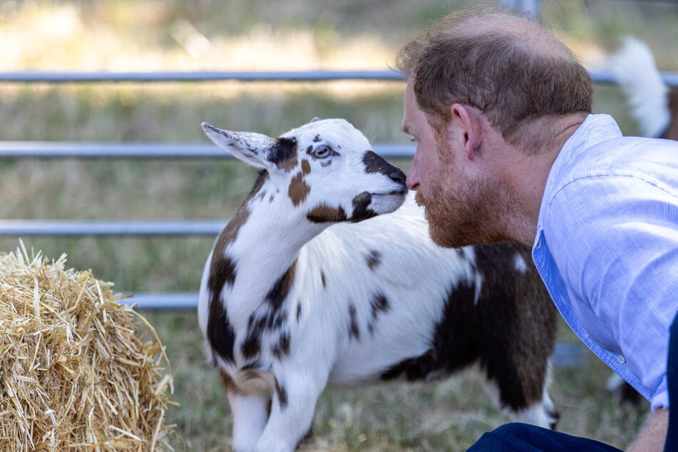 Prince Harry takes hilarious hit to his "crown jewels" during goat yoga session