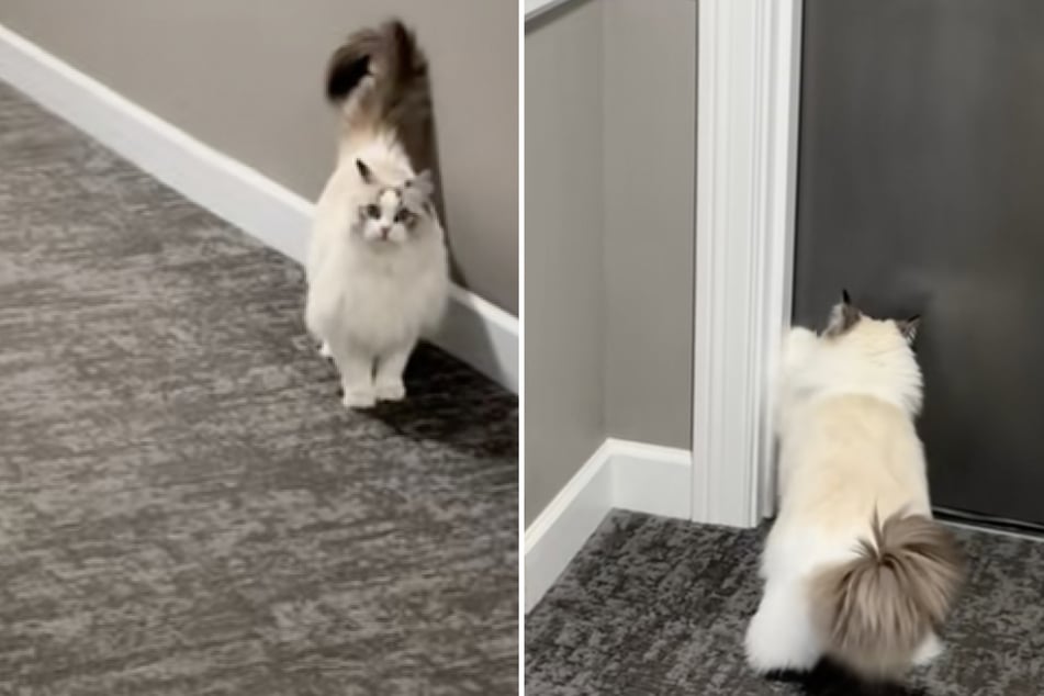 Cat desperately scratches at neighbor's door for this sweet reason