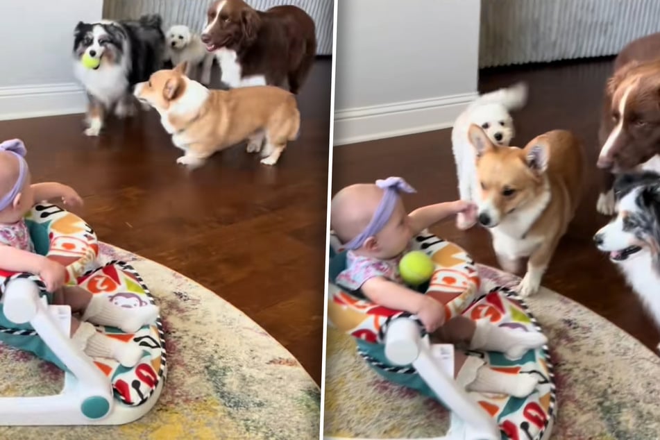 After the dogs have put the ball on the baby's seat, they wait anxiously for a reaction.