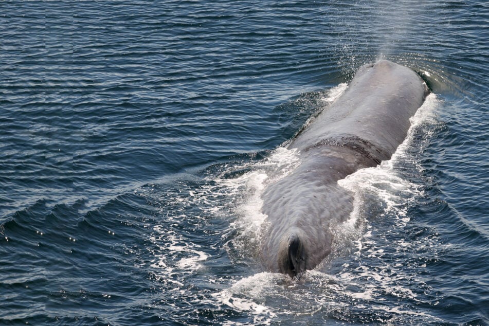 What is the largest predator in the world?