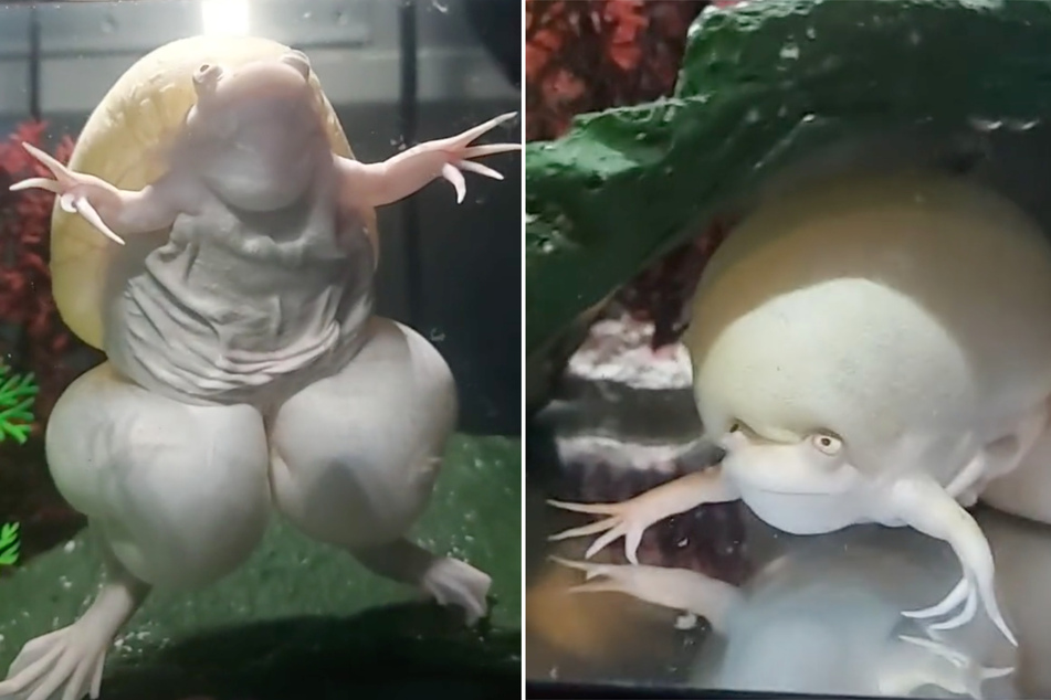 TikTok's white bubble frog looks like an alien - but what is it really?