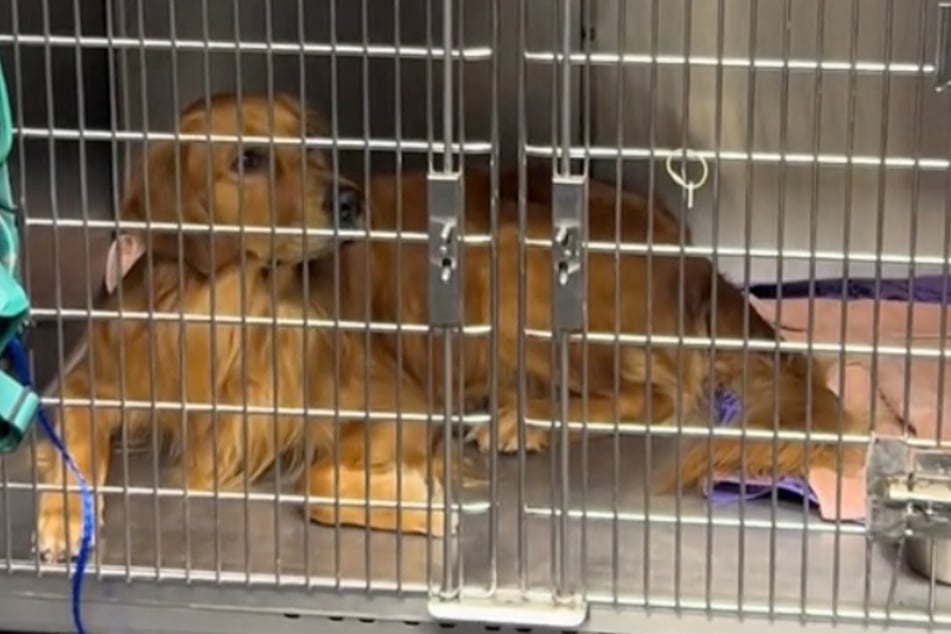 Duncan the Golden Retriever thought he was going to have a normal day at the vet's office, until the strangest looking "dog" he'd ever seen came in!