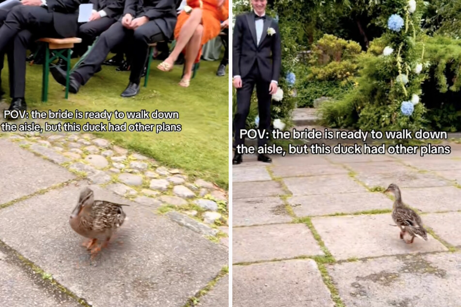 The unannounced animal guest waddles calmly down the aisle shortly before the wedding ceremony.