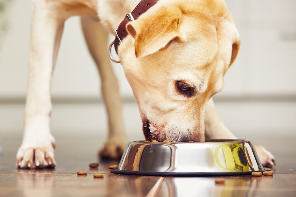 If your dog is vomiting yellow, this may be due to his eating behavior.