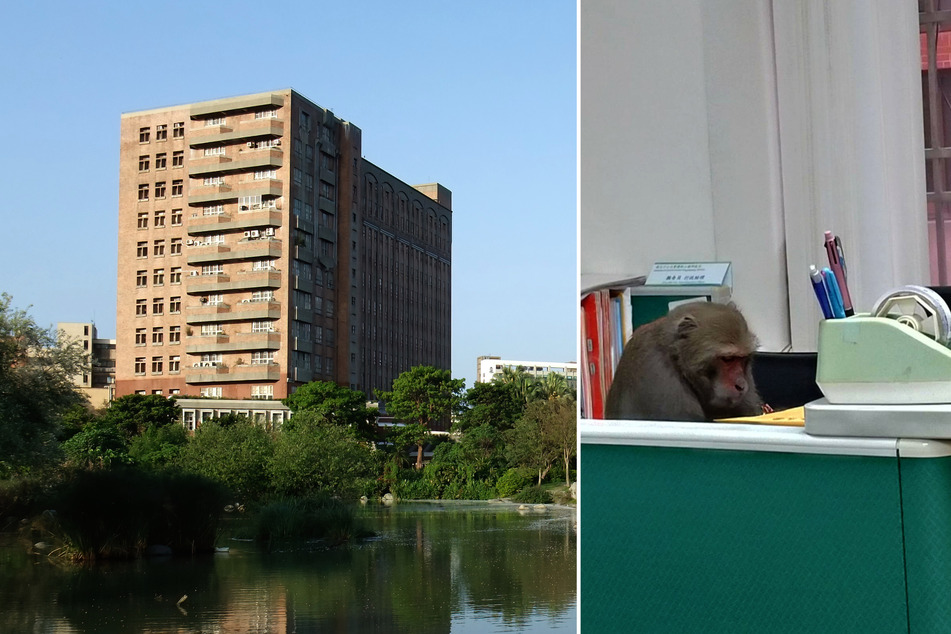 Monkey business: university employee finds a surprise animal guest at his desk!