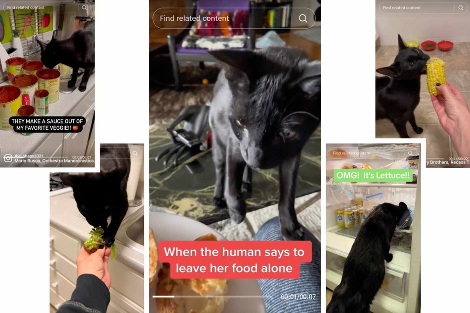 Shaggy the cat's owner is careful to give him cat-safe leaves, fruit, and veggies, per her vet's instructions!