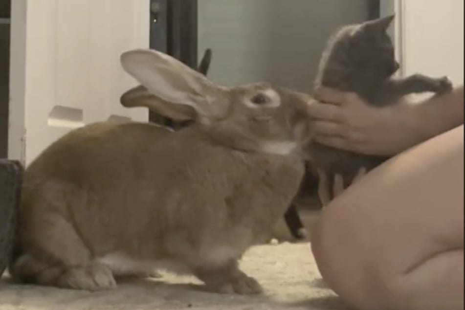 After a brief sniff, it's clear to bunny Bertha that she wants to adopt the orphan kitten.