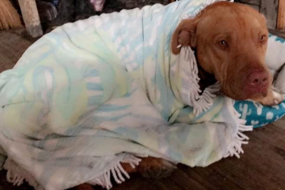 South Carolina boy mauled to death by adopted pit bull in horrific family tragedy