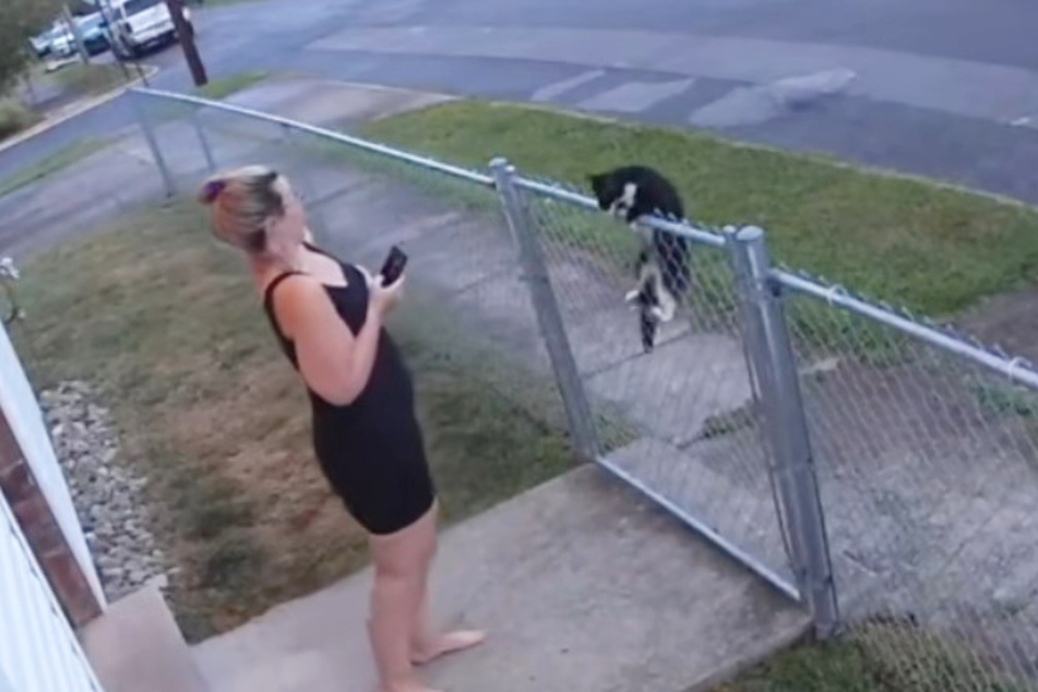 This persistent kitty wasn't about to take no for an answer – she wanted Reed's attention!