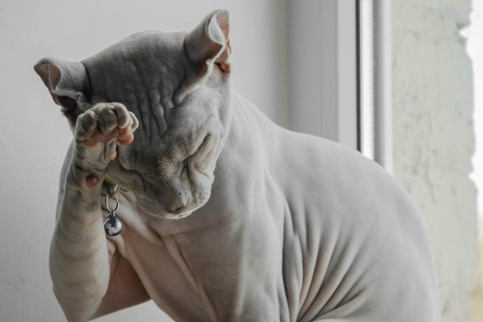 It probably won't surprise you that the sphynx is very fast.
