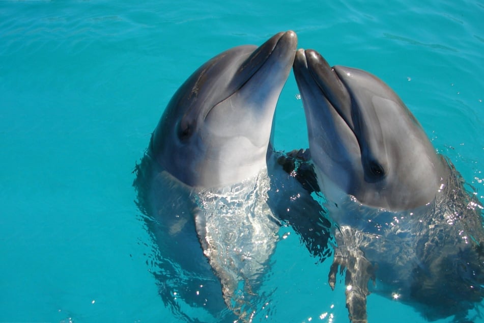 What is the smartest animal in the world?