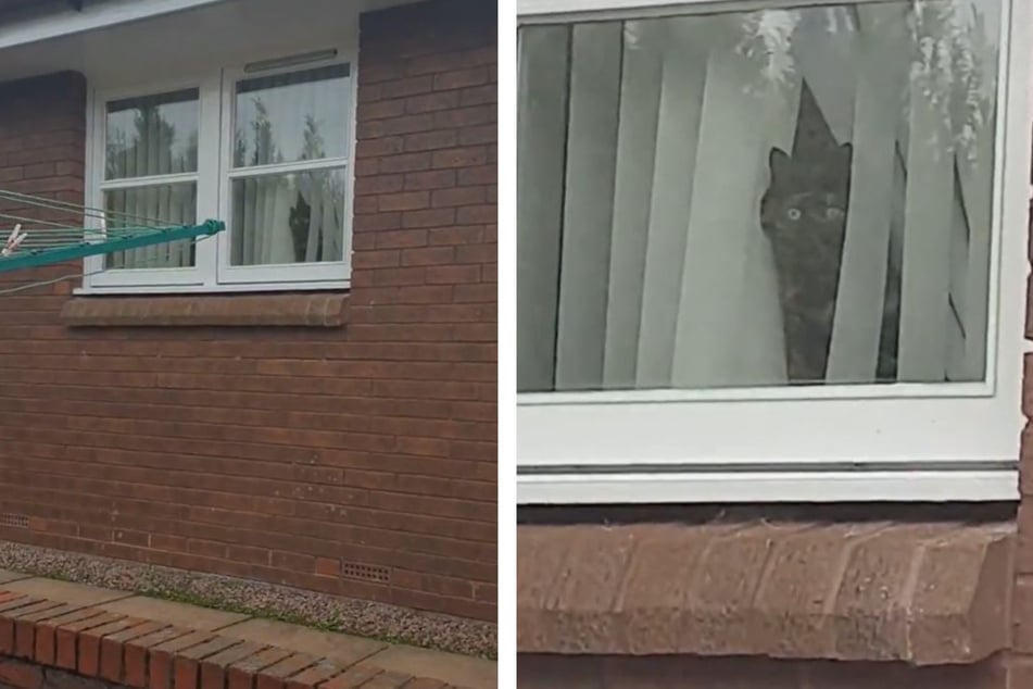 This cat is clearly not cool with her owner petting another animal.