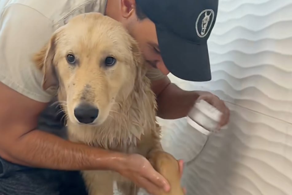 Golden Retriever Goose doesn't feel comfortable in the shower, but he remains brave.