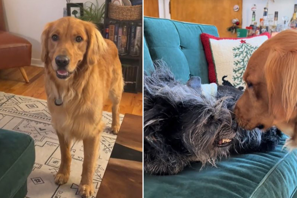 Doggie odd couple's hilarious dynamic goes viral on TikTok!