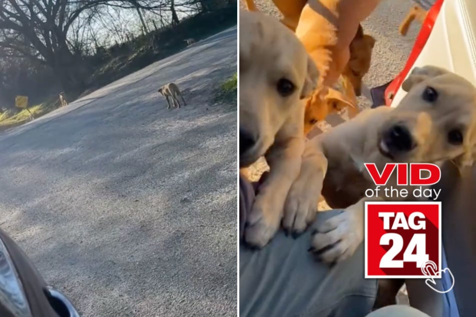 Viral Video of the Day for January 1, 2025: Girl in shock as dozens of abandoned dogs emerge from woods