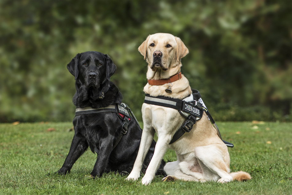 Harnesses are overall a safer choice for dogs, as they don't put stress on the neck, and when in the car, keep the dog restrained better (stock image).