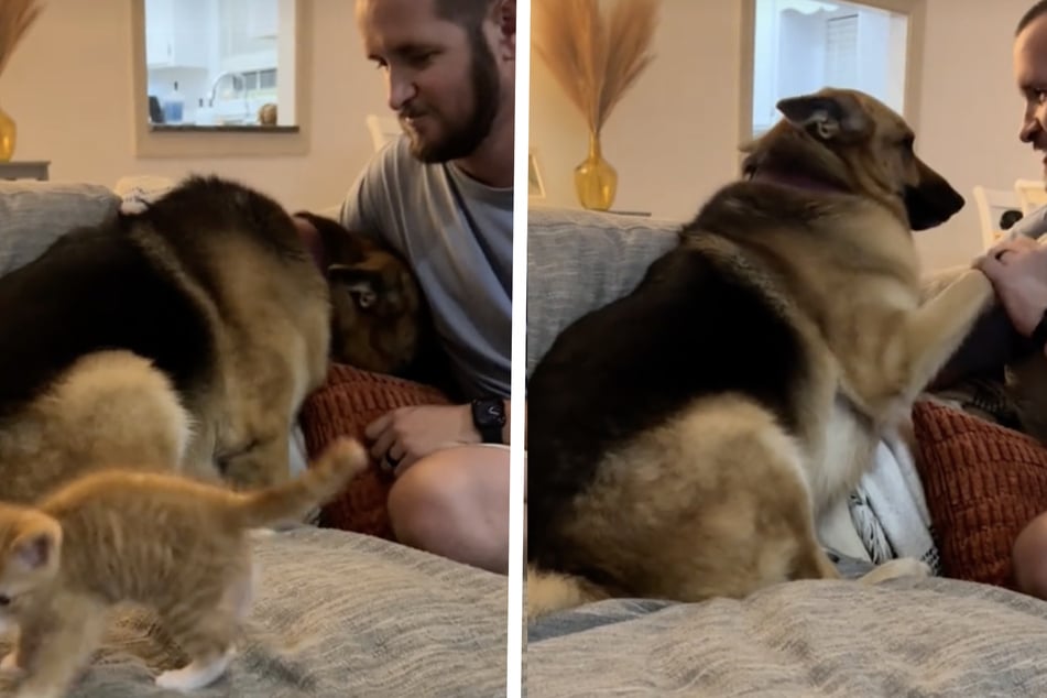 German shepherd Butter may be a pretty massive dog, but she was no match for her new one-pound kitten sibling, as a viral TikTok has revealed!